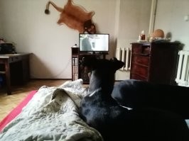 Котики... Вот вчера я смотрела курсинг и бега борзых, а моя Нора так хотела тоже поучаствовать, что всполошила вторую пожилую флегматичную Геру, буркала, тявкала и ломилась заглянуть за монитор.  Больше смотрела на неё чем бега.)))  Она вообще единственная из всех шести моих собак, которая смотрит телевизор. Причём осмысленно. Особенно любит программы о животных. Хотя комедии Гайдая тоже очень уважает.))