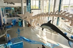 Я думаю что самый дерзкий экспонат, который заодно и символизирует нашу область это самый большой самородок янтаря в России. Сердце Великана весит больше 4 килограмм. Но есть у нас и другие дерзкие экспонаты. Например скелет кашалота в Музее мирового океана.