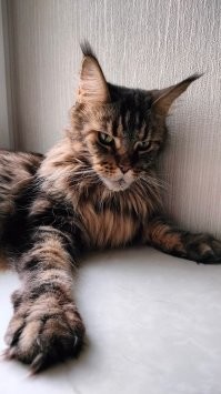 Бальтазар... называл не я, поэтому конкретную версию не знаю, а оригинала всех пока не встретил