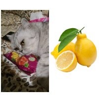 Мой кот Лимон