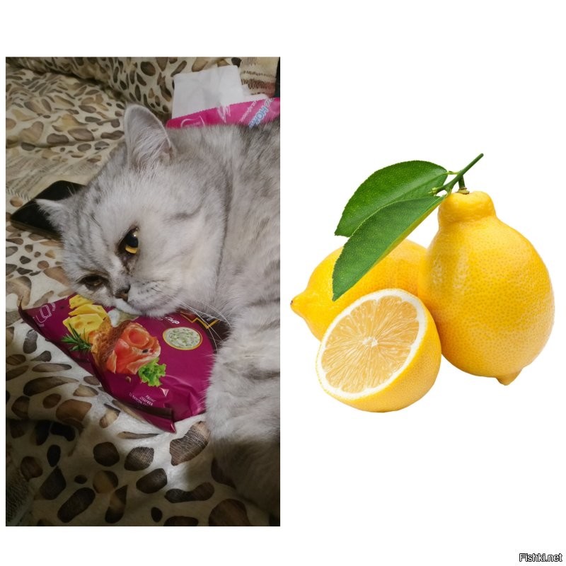 Мой кот Лимон