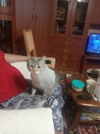 Кот Кисель (Марсель Винсент Кессэль)