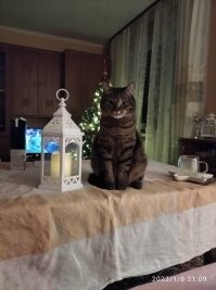 Кот Сева (Он же Себастиан, он же пан Штэфан, Севастополь)