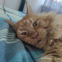 Люди показывают своих питомцев и то, в честь кого или чего они их назвали