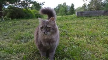 Сильванна или просто Сильва)