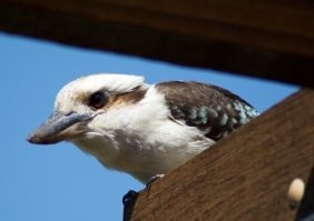 Только в Австралии: 25 колоритных снимков из страны антиподов