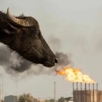 30 душевных кадров с животными, сделанных в разные годы