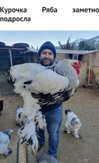 Ваша курочка ПЕТУХ!