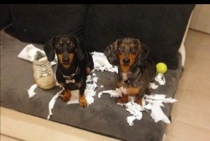 Огорчушки, одного взгляда на которых хватает, чтобы простить им даже будущие шалости