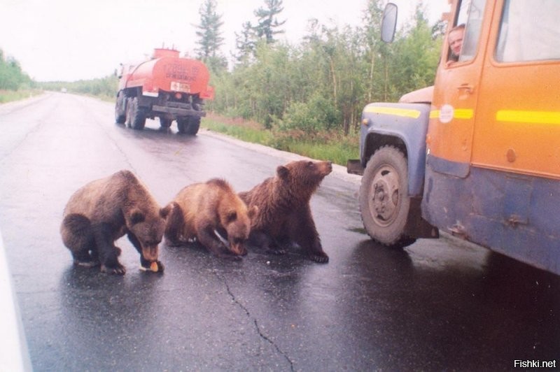 у нас до сих пор КАВЗики ходят..