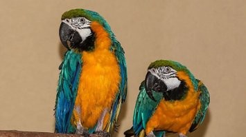 Фото животных №1