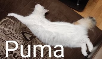 Иа Пума!