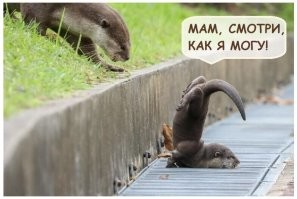 Детёныш шимпанзе смешно убирается в своём вольере