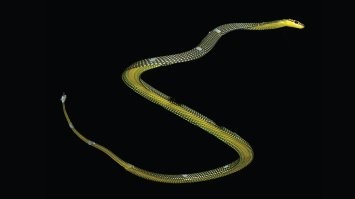 Украшенные древесные змеи. Известно пять видов : Chrysopelea ornata, Chrysopelea paradisi, Chrysopelea pelias, Chrysopelea rhodopleuron, Chrysopelea taprobanica.

Способны к планирующему полёту. Перед прыжком змея сворачивается спиралью, затем, резко развернувшись, бросается в воздух и, вытянувшись, быстро и плавно планирует на расположенную ниже ветку или другое дерево. Во время прыжка змея сплющивает тело, сильно втягивая брюхо между боковыми килями в виде продольного жёлоба.
