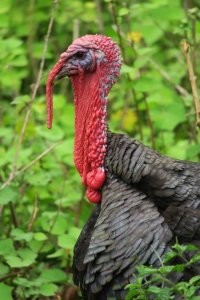 Автоюмор для автомобилистов и не только