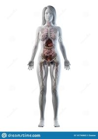 "...Однако обратите внимание, где у человека находится член..." И где же? Или это не человек? Я конечно допускаю, что член тут бывал, но и это - не факт.