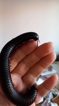 а у меня такие фубли