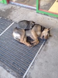 Хитрожопый кот.