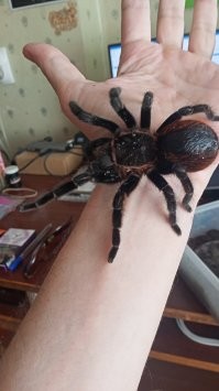 Моя лошадка .... Lasiodora parahybana (лат.) ... а лошадка, потому что в простонародье этого паука называют "Лошадиный" ...  Этот птицеед также зовется лошадиным неспроста! Lasiodora parahybana - один из самых крупных пауков ... Кусь меня уже пару - тройку раз ... советую тем кто хочет на диване провести не вставая 2-3 дня .. ))) У меня их пара