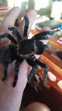 Моя лошадка .... Lasiodora parahybana (лат.) ... а лошадка, потому что в простонародье этого паука называют "Лошадиный" ...  Этот птицеед также зовется лошадиным неспроста! Lasiodora parahybana - один из самых крупных пауков ... Кусь меня уже пару - тройку раз ... советую тем кто хочет на диване провести не вставая 2-3 дня .. ))) У меня их пара