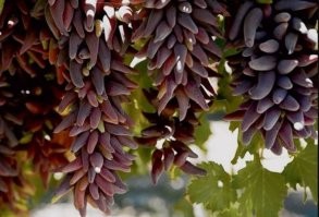 Ведьмины пальцы тож вкусняшка.))