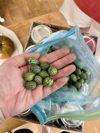Это не огурец, а мексиканский кислый корнишон или точнее cucamelons.
