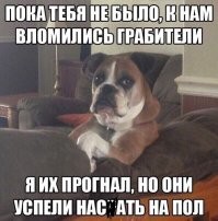 20 забавных доказательств, что братья наши меньшие вылитые люди