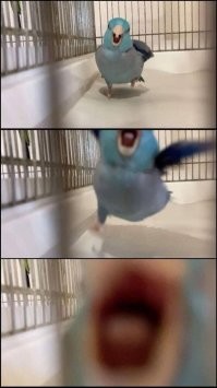 Не обижайте пернатых музыкантов