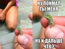 Охотник выследил олениху, но та подошла к нему вплотную - и он растерялся