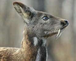 было бы смешней, если бы это оказалась кабарга...