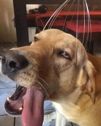 Сонное царство: 20 щенят, которые спят всегда и везде