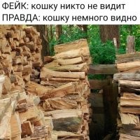 А там точно одна кошка?