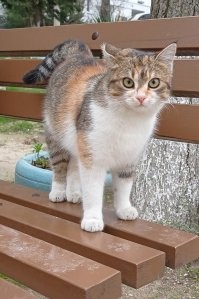 Странные товарищи: 30 уморительных фото с котейками
