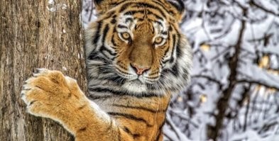 А китайцы уже ушли?