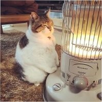 Странные товарищи: 30 уморительных фото с котейками