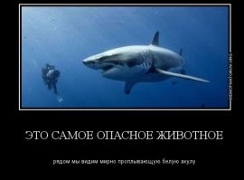 Блогерша из Китая съела акулу и попала на штраф в $18 500