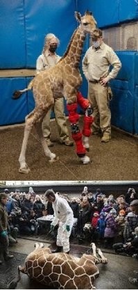 Одни больного жирафёнка стараются, лечат, другие совершенно здорового жирафа убивают, причём при людях, при детях! Парадокс.
