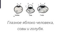 Трубчатые мозги у автора текста.
