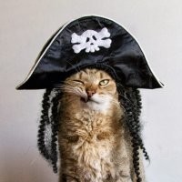 Не смог найти картинку с трекера Zlofenix, там пингвины на гифке ковыляют в треуголках и с саблями, пираты, проще говоря. И надпись "Мы вершим злодейства". А вообще сижу на Rutracker.org и Rutor.info и Rutor.is. Через VPN заходить приходится, зато там есть всё.
Вместо пингвинов нате вам кросивое котэ: