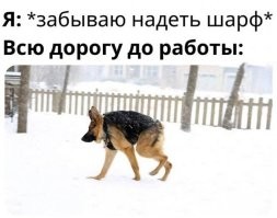 Вот оказывается как выглядит собака сутулая.