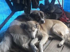 30 тёплых и пушистых комков неподдельного счастья