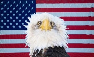 <<США - белоголовый орлан>>