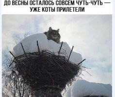 Комментарии и картинки из соцсетей. Свежак за 6 февраля