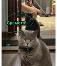 Фотоприколы и прикольные картинки
