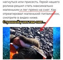 Реакция пингвиненка, который впервые встретил человека
