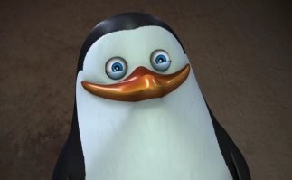 Реакция пингвиненка, который впервые встретил человека