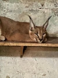 Самку каракала, которую любитель пострелять из фейерверка по гаишникам называет кошкой, передали в Воронежский зоопарк. Об этом сообщил департамент природных ресурсов и экологии сегодня.

По словам специалистов, животное в возрасте около года отправили в карантинную зону. Хищник находится в удовлетворительном состоянии.

Животное изъяли у 36-летнего воронежца, за которым сотрудники ГИБДД устроили погоню ранним утром сегодня, 6 февраля.
Подробнее:
