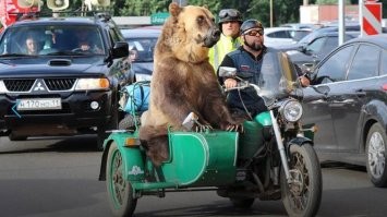 Нигерийцы, гуляющие с гиенами на поводках, возмутили публику