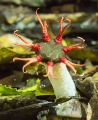 Да-да-да,Вы как всегда прАвы.
Позвольте же этим дивным вечером преподнести Вам этот цветок  :