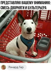 Двортерьер